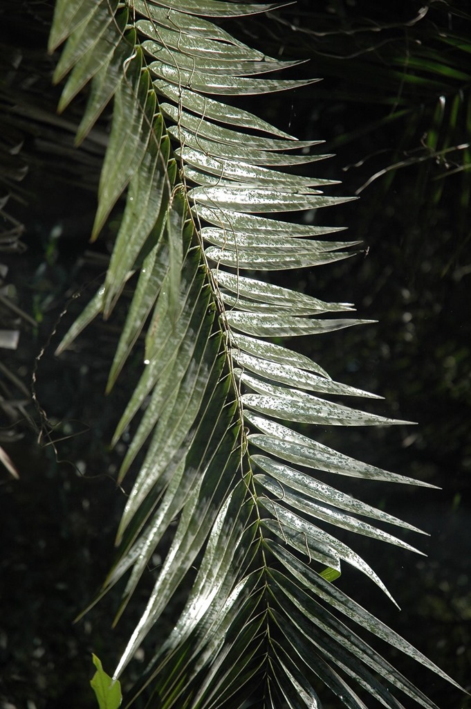 261   Las Deszczowy W Zimbabwe, Victoria Falls